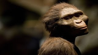 LUCY AUSTRALOPITHECUS AFARENCIS [upl. by Foah136]