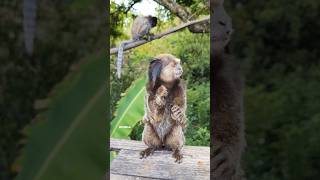 Who is 😮😮 wildanimal animals shorts nature Blacktuftedmarmoset [upl. by Antonetta164]