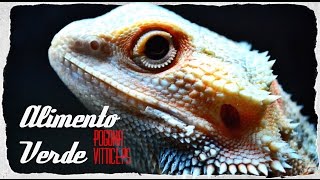 Mi pogona no come alimento verde  Consejos y ayuda [upl. by Xuagram815]