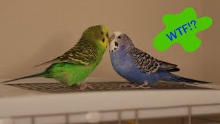 Crazy Talking Parakeets Play Atop The Cage [upl. by Russell]