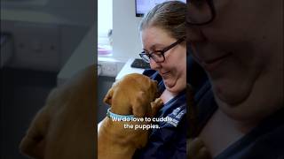 Vaccinating ten ridgeback puppies Would wouldn’t love that warrenhousevets ridgeback puppy [upl. by Zednanref]