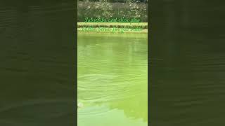 Largemouth Bass Fishing 2024 [upl. by Alyhc]