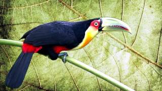 O Canto do Tucano de bico verde Ramphastos dicolorus  Redbreasted Toucan [upl. by Gilboa]