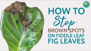 How to Treat Brown Spots on Fiddle Leaf Fig Leaves amp Save Your Plant Fast [upl. by Lavery851]