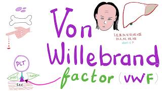 Von Willebrand Factor vWF  Platelets  Coagulation  Hemostasis  Hematology [upl. by Quintie]