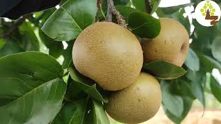 Most Profitable Asian Pear 🍏 Farming in India ll Nijiseki Asian pear ll Horticulture Encyclopedia [upl. by Alleyne]