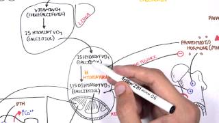 Endocrinology  Calcium and Phosphate Regulation [upl. by Hannah]