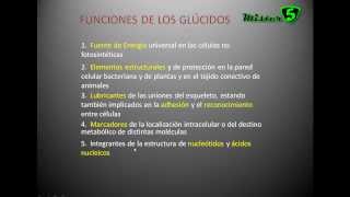 LOS GLUCIDOS carbohidratos hidratos de carbono o sacáridos Tipos y Funciones Mistercinco [upl. by Onaled428]