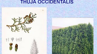 THUJA OCCIDENTALIS  ΑΝΤΙΜΕΤΩΠΙΣΗ ΟΞΕΩΝ ΚΑΤΑΣΤΑΣΕΩΝ ΜΕ ΟΜΟΙΟΠΑΘΗΤΙΚΗ [upl. by Swords]