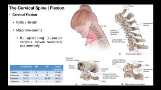 Cervical Flexion amp Extension BIOMECHANICS [upl. by Atsahs]