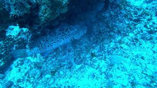 Small Hogfish Gets Away  Only to End Up Gag Grouper Lunch [upl. by Priebe]