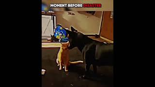 Cat vs dog in the WWE FINALS [upl. by Tteve]