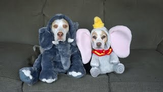 17 Dog Costumes for Halloween Funny Dogs Maymo amp Penny [upl. by Tillion]