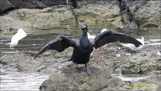 Neotropic Cormorant Nannopterum brasilianus Biguá  by Antonio Silveira [upl. by Evelunn637]