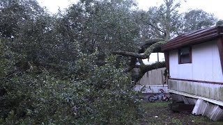 Tree topples next to Walthourville home [upl. by Nabatse950]