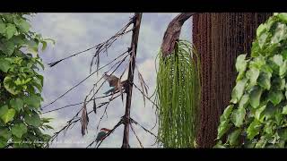 Storkbilled kingfishers feeding on Caryota urens fruits [upl. by Adnuahsar]