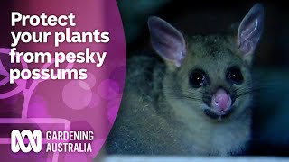 Protect your precious produce from pesky possums  Wow to  Gardening Australia [upl. by Annaej]