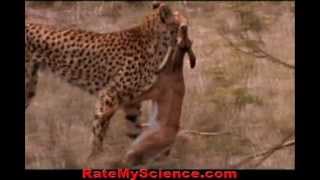 Cheetah hunts and kill a gazelle in slow motion Rate My Science [upl. by Bernardi]