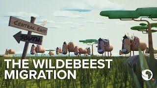 The Great Wildebeest migration explained An animation [upl. by Alenairam]