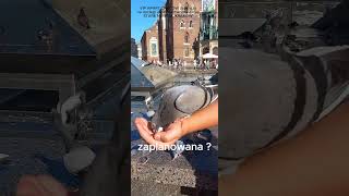 KARMILES GOLEBIE NA RYNKU W KRAKOWIE cracow travel vipapartcracow shorts subscribe [upl. by Ralina]