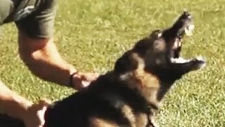 K9 Hard Hitting Takedowns and Apprehensions [upl. by Missy]