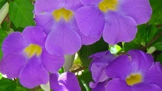 THUMBERGIA ARBUSTIVA THUNBERGIA ERECTA MUDAS  CLICAR NO LINK DO FINAL DO VIDEO  PASSO A PASSO [upl. by Loretta]