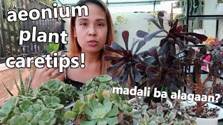 AEONIUM SUCCULENT PLANT CARE PHILIPPINES  Aeonium Care For Hot Weather [upl. by Irahcaz]