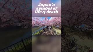 Japan Spring 2023 Cherry Blossoms  Blooming Now Izu Peninsula Shizuoka Prefecture [upl. by Lisette598]