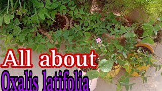 How to grow and care Oxalis latifolia plant in winter❄⛄oxalislatifolia [upl. by Sedda542]