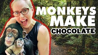 MONKEYS MAKE CHOCOLATE [upl. by Leisha]