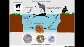 Schistosoma mansoni [upl. by Gunther]