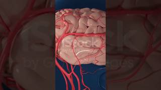 Capillaries in brain [upl. by Yevi]