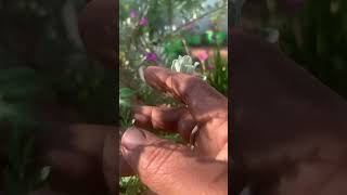 மாசிப்பச்சை  மாசிப்பத்திரி  Artemisia Indica plant 🪴 [upl. by Kutzenco]