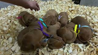 3 week old Vizsla puppies Nov 20 Update [upl. by Kostman969]