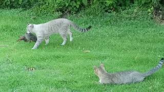 Gato cazando y comiendo conejo😮 [upl. by Htims]