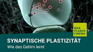 Synaptische Plastizität  wie das Gehirn lernt [upl. by Anuahsal]