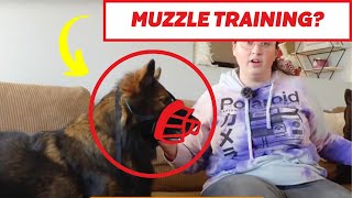 The EASIEST Way To MuzzleTrain Your Dog [upl. by Goodspeed]