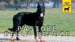 PASTORE DELLA BEAUCE trailer documentario [upl. by Annora]