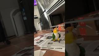 Puffman Caique Mad At Mom parrot birds caique funnyanimals [upl. by Nicoline712]