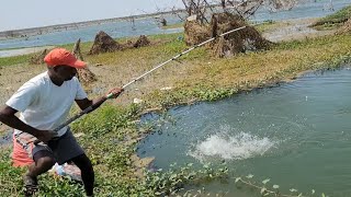 Big Fishes hunting amp Catching by Professional FishermanUnbelievable Hook fishing video [upl. by Kleinstein919]