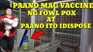 PAANO MAG VACCINE NG FOWL POX AT PAANO ITO IDISPOSE PAGKATAPOS GAMITINSIMPLE TIPSBACKYARD FARMING [upl. by Upali529]