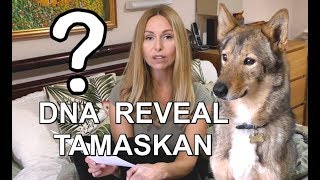 DOG DNA REVEAL  TAMASKAN DOG  SHOCK RESULTS [upl. by Mannos959]