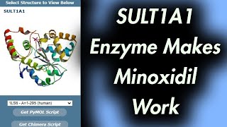 This Enzyme Makes Minoxidil Work SULT1A1 [upl. by Richardson]