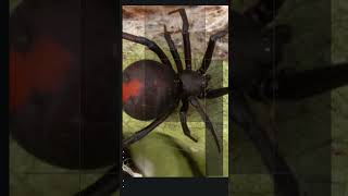 Epic Insect Battles Bug Ultimate Showdown Top 10 Insect Fights [upl. by Sparks]