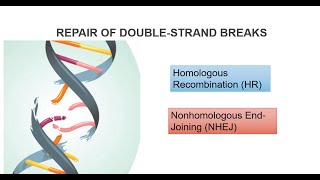 DNA Double Strand Breaks And Repair Systems Part 2 [upl. by Yarehs]