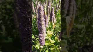 Anise Hyssop Agastache foeniculum in Mint Family Lamiaceae [upl. by Gibun]