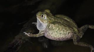 Plains Spadefoot [upl. by Dosia144]