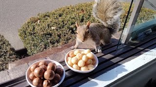 Squirrels reactions to macadamia nuts [upl. by Philipines]