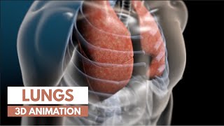 Easy Respiratory System diagram drawing  How to drawing respiratory system [upl. by Enajiram]