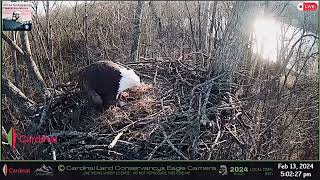 Bald Eagles Nest Update  First look at Egg 1 13th Feb 2024 [upl. by Sandry101]